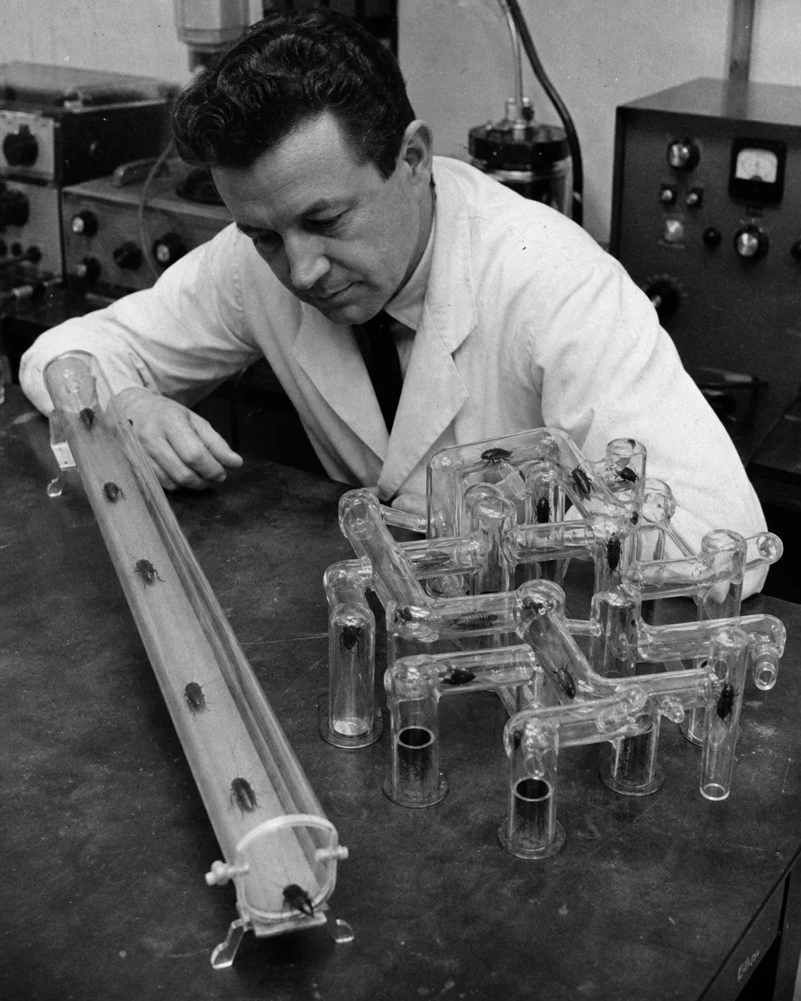 Zajonc's apparatus, 1965. A straight runway on one bench, a maze on the other, and an audience of roaches watching from side chambers.